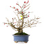 Ilex serrata, 21,5 cm, ± 20 jaar oud, in een pot met meerdere chips