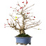 Ilex serrata, 21,5 cm, ± 20 jaar oud, in een pot met meerdere chips