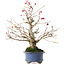 Ilex serrata, 21,5 cm, ± 20 jaar oud, in een pot met meerdere chips