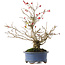 Ilex serrata, 21,5 cm, ± 20 jaar oud, in een pot met meerdere chips