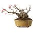 Ilex serrata, 11,5 cm, ± 10 jaar oud