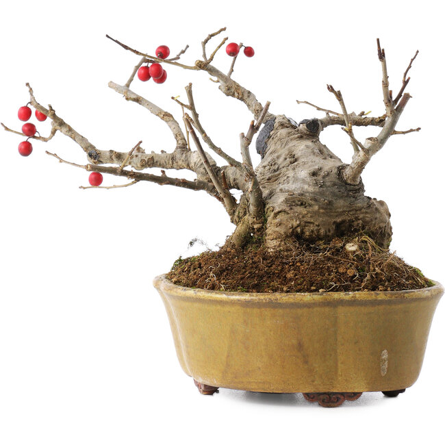 Ilex serrata, 11,5 cm, ± 10 jaar oud