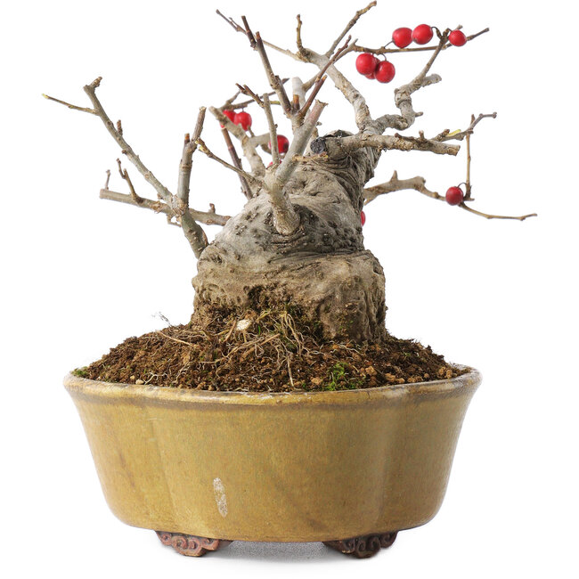 Ilex serrata, 11,5 cm, ± 10 años