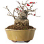Ilex serrata, 11,5 cm, ± 10 jaar oud