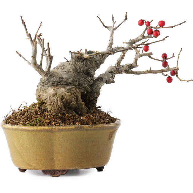 Ilex serrata, 11,5 cm, ± 10 years old