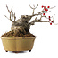 Ilex serrata, 11,5 cm, ± 10 jaar oud
