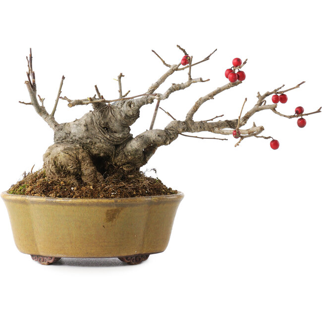 Ilex serrata, 11,5 cm, ± 10 jaar oud