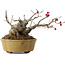 Ilex serrata, 11,5 cm, ± 10 jaar oud