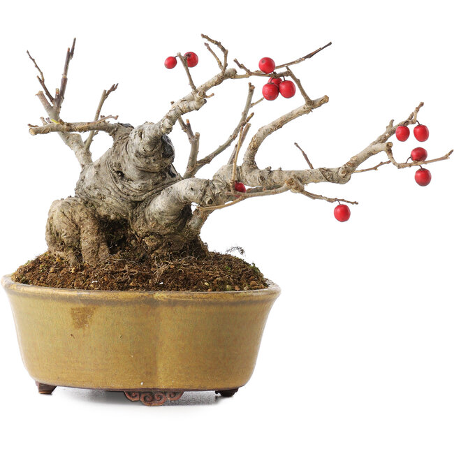 Ilex serrata, 11,5 cm, ± 10 anni