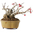 Ilex serrata, 11,5 cm, ± 10 jaar oud