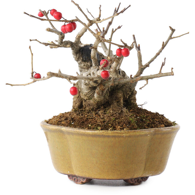 Ilex serrata, 11,5 cm, ± 10 anni