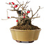 Ilex serrata, 11,5 cm, ± 10 jaar oud