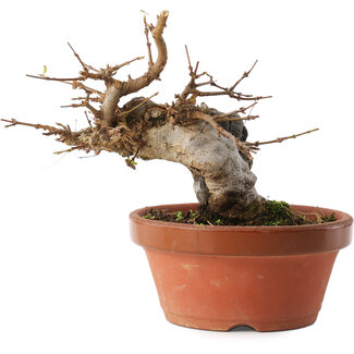 Acer buergerianum, 16 cm, ± 10 años