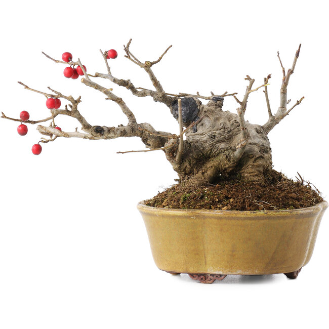 Ilex serrata, 11,5 cm, ± 10 ans