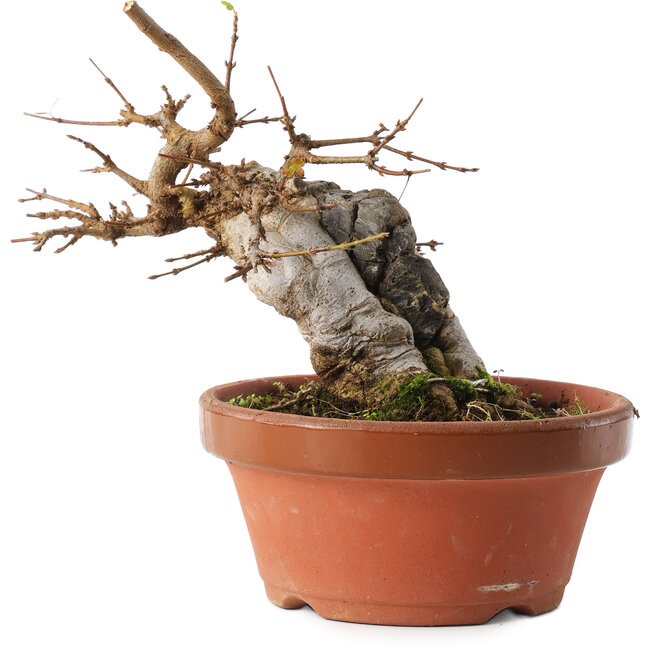 Acer buergerianum, 16 cm, ± 10 jaar oud