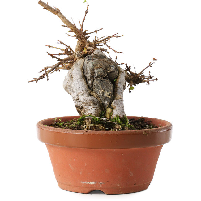 Acer buergerianum, 16 cm, ± 10 anni