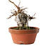 Acer buergerianum, 16 cm, ± 10 años