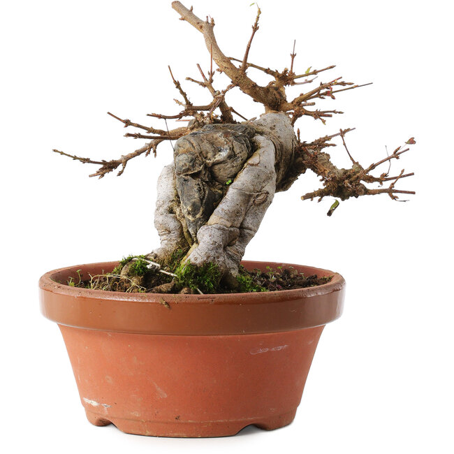 Acer buergerianum, 16 cm, ± 10 anni