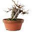 Acer buergerianum, 16 cm, ± 10 años