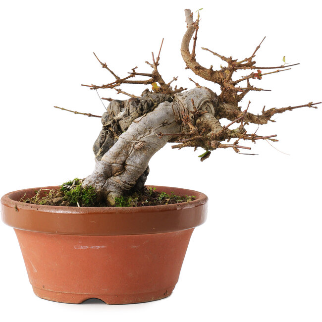 Acer buergerianum, 16 cm, ± 10 años