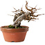 Acer buergerianum, 16 cm, ± 10 años