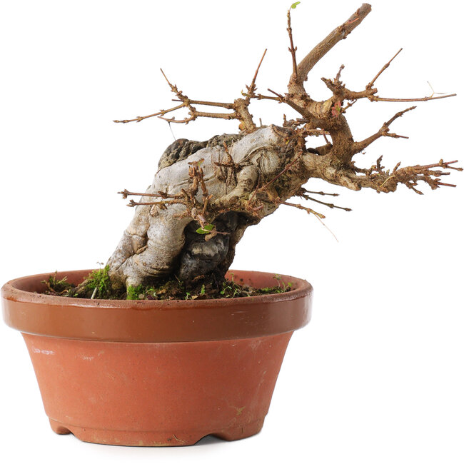 Acer buergerianum, 16 cm, ± 10 years old