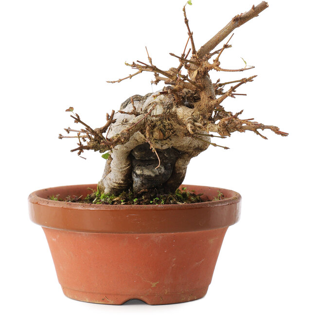 Acer buergerianum, 16 cm, ± 10 Jahre alt