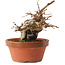 Acer buergerianum, 16 cm, ± 10 jaar oud