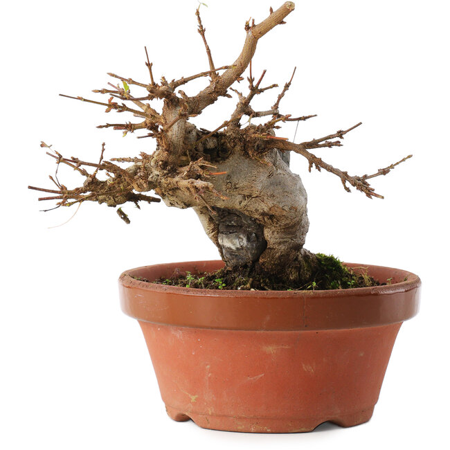 Acer buergerianum, 16 cm, ± 10 jaar oud