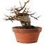 Acer buergerianum, 16 cm, ± 10 años