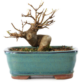 Acer buergerianum, 11 cm, ± 8 Jahre alt