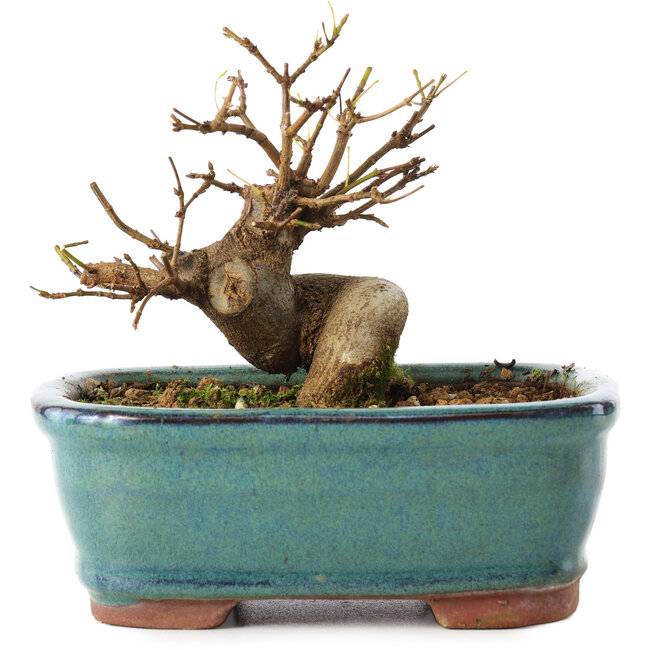 Acer buergerianum, 11 cm, ± 8 Jahre alt