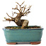 Acer buergerianum, 11 cm, ± 8 jaar oud