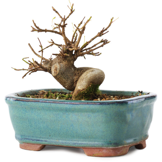 Acer buergerianum, 11 cm, ± 8 años