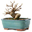 Acer buergerianum, 11 cm, ± 8 jaar oud