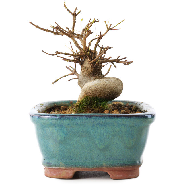 Acer buergerianum, 11 cm, ± 8 años