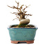 Acer buergerianum, 11 cm, ± 8 years old
