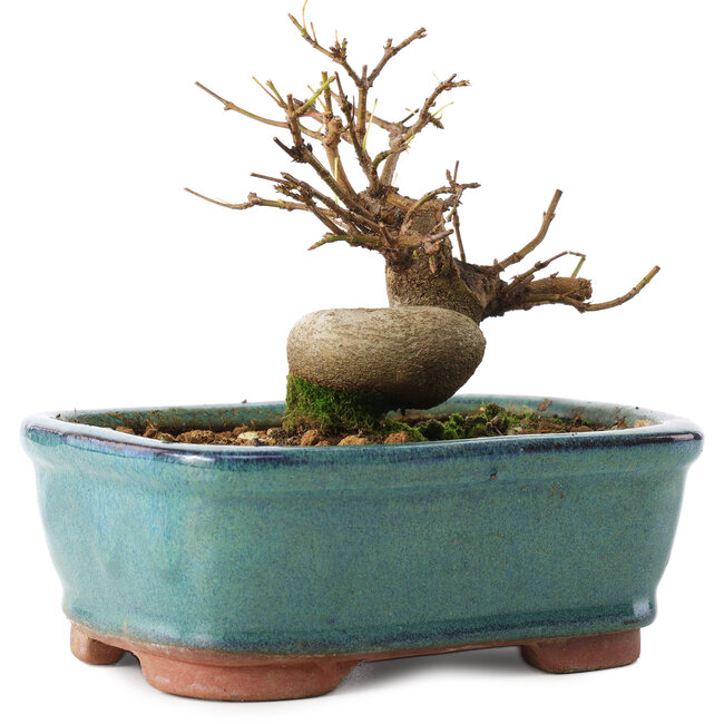 Acer buergerianum, 11 cm, ± 8 anni