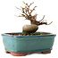 Acer buergerianum, 11 cm, ± 8 jaar oud