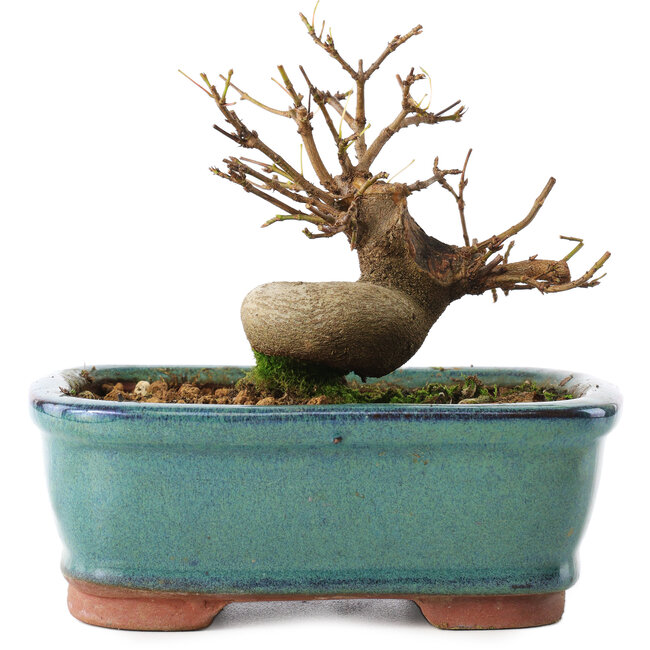 Acer buergerianum, 11 cm, ± 8 años