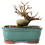 Acer buergerianum, 11 cm, ± 8 years old