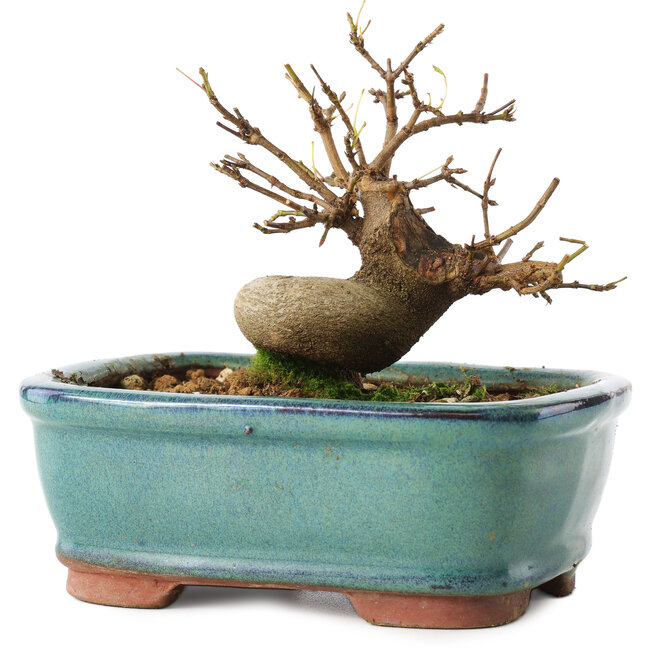 Acer buergerianum, 11 cm, ± 8 años