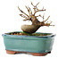 Acer buergerianum, 11 cm, ± 8 years old