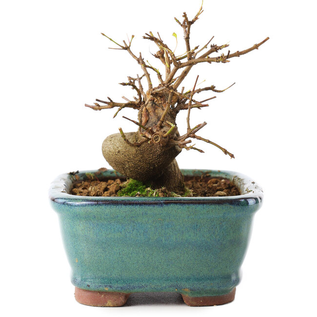 Acer buergerianum, 11 cm, ± 8 anni