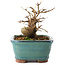 Acer buergerianum, 11 cm, ± 8 jaar oud