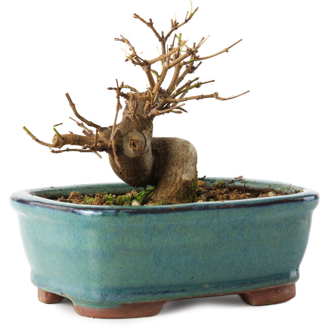 Acer buergerianum, 11 cm, ± 8 anni