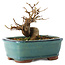 Acer buergerianum, 11 cm, ± 8 jaar oud