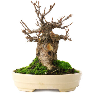 Acer buergerianum, 13,5 cm, ± 15 años
