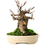 Acer buergerianum, 13,5 cm, ± 15 años