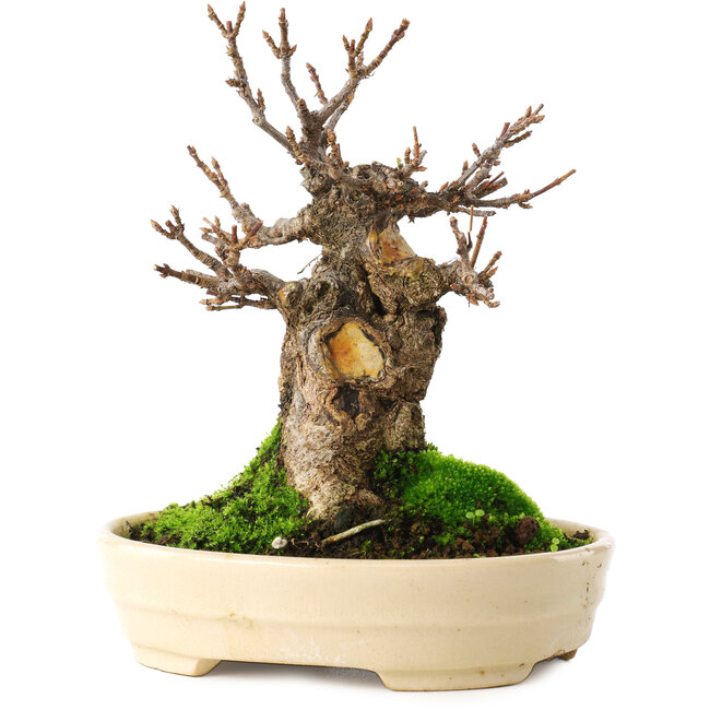 Acer buergerianum, 13,5 cm, ± 15 jaar oud